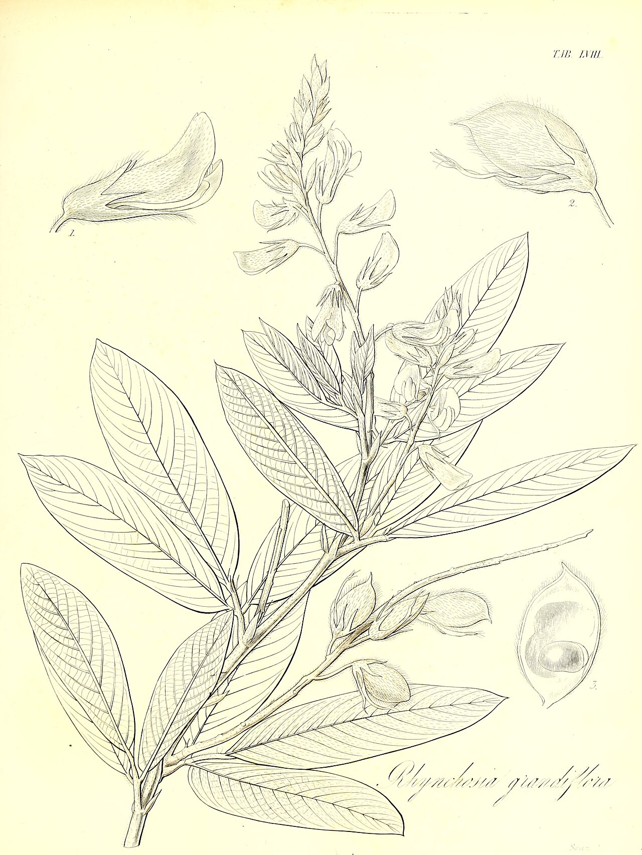 Eriosema grandiflorum
