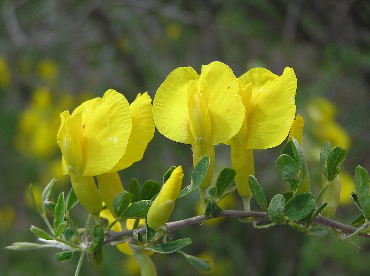 Chamaecytisus ruthenicus