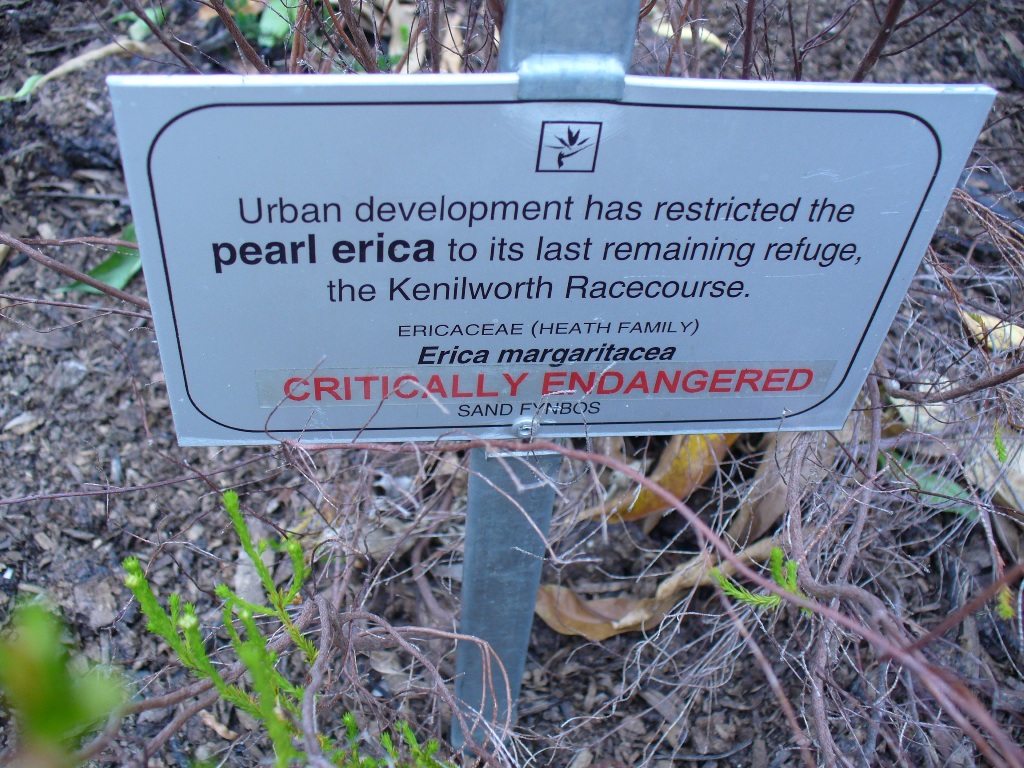 Erica margaritacea
