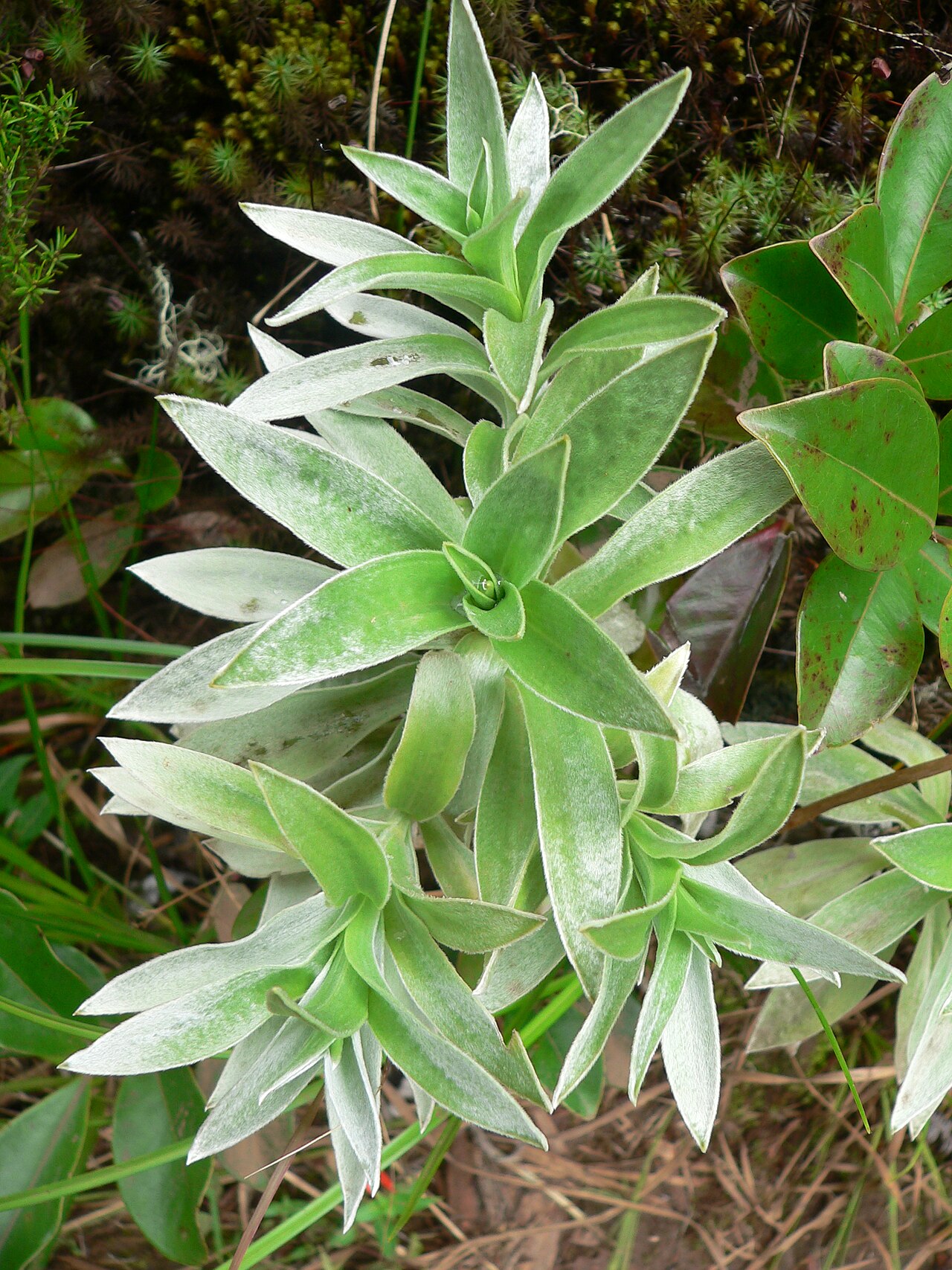 Helichrysum heliotropifolium