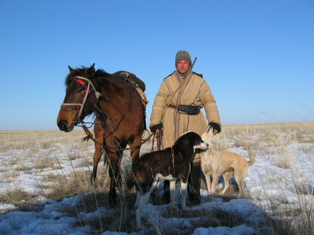 Kazakh horse
