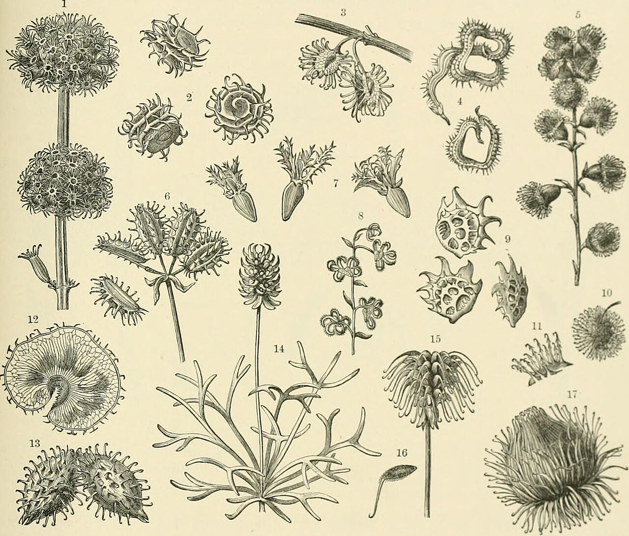 Rochelia persica