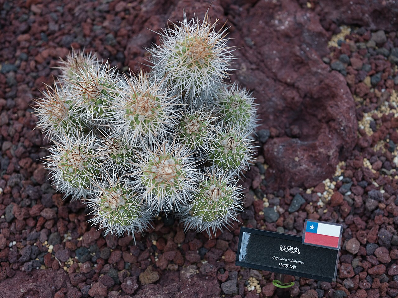 Copiapoa echinoides