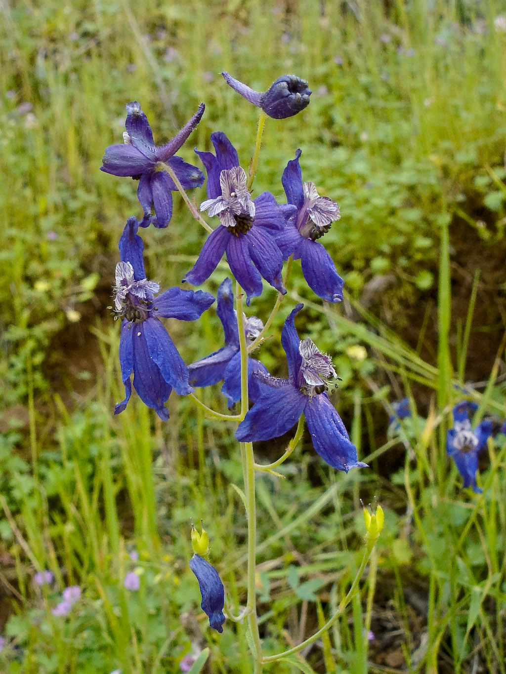 Delphinium hesperium