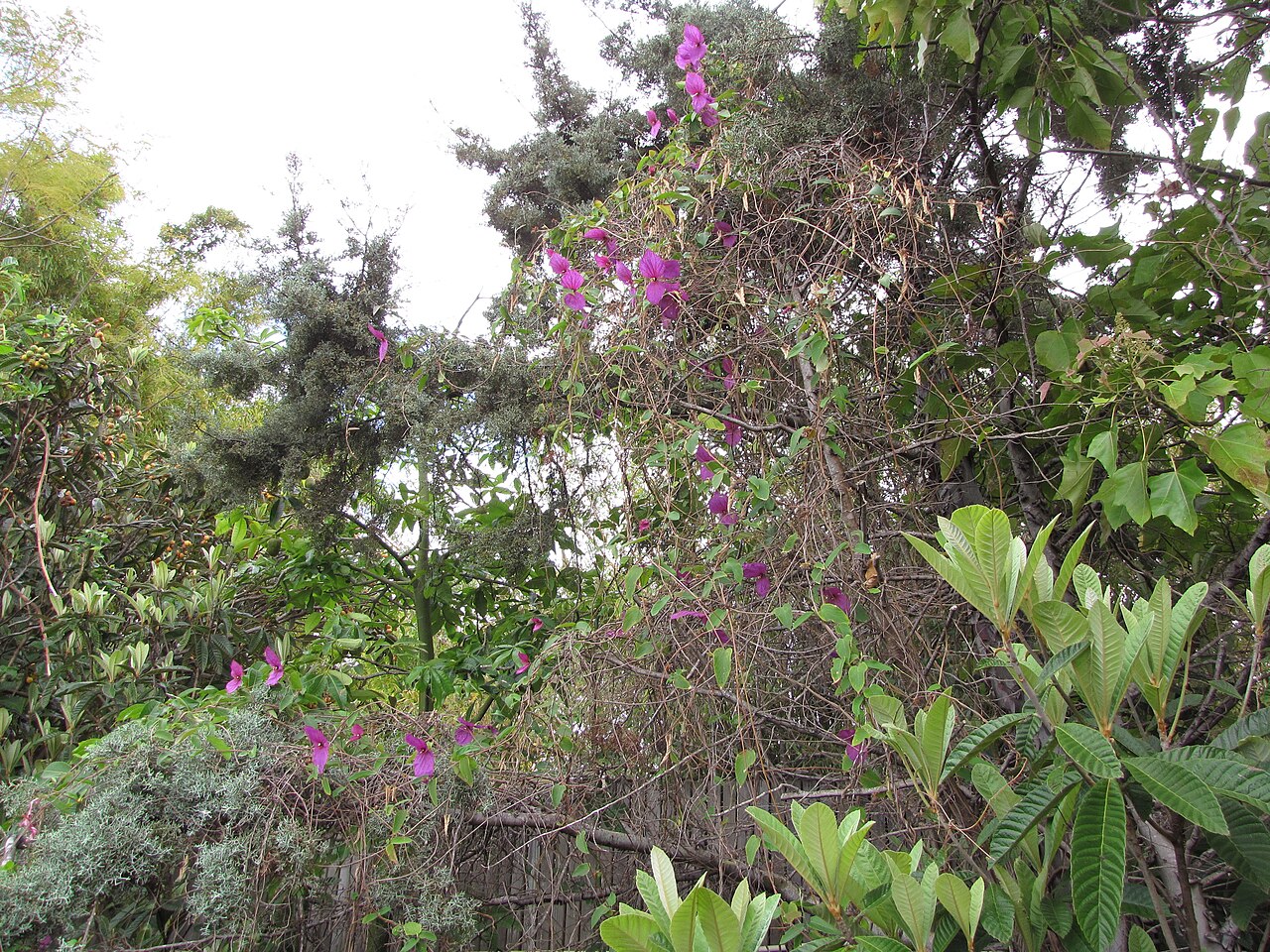 Dalechampia dioscoreifolia