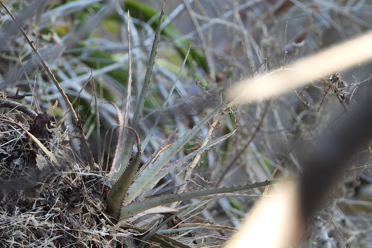 Hechtia pedicellata