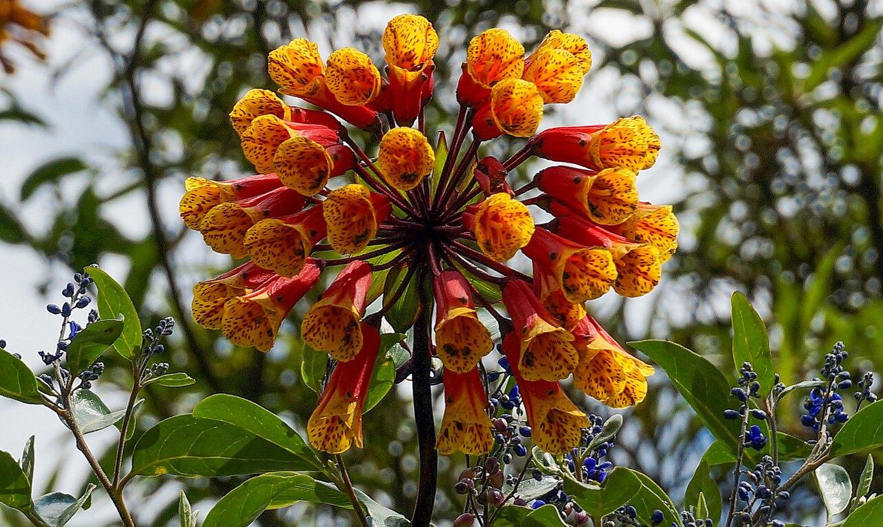 Bomarea glaucescens