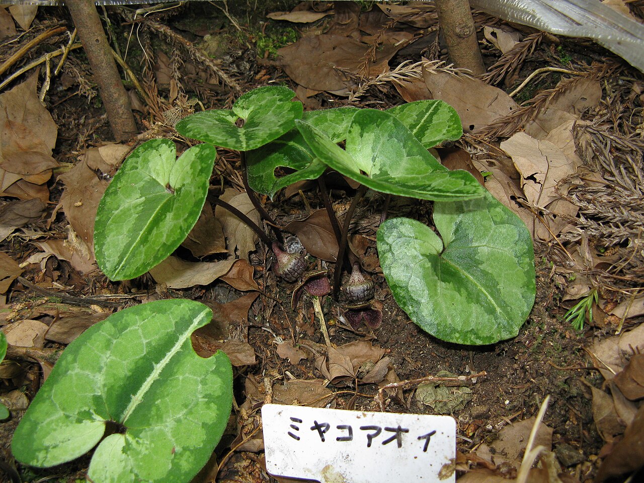 Asarum asperum