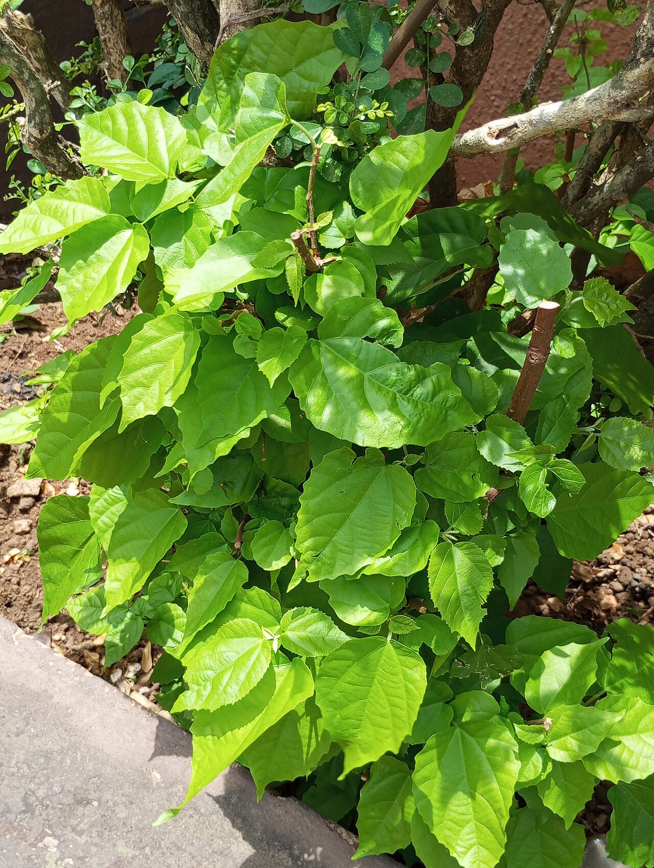 Cissus antarctica