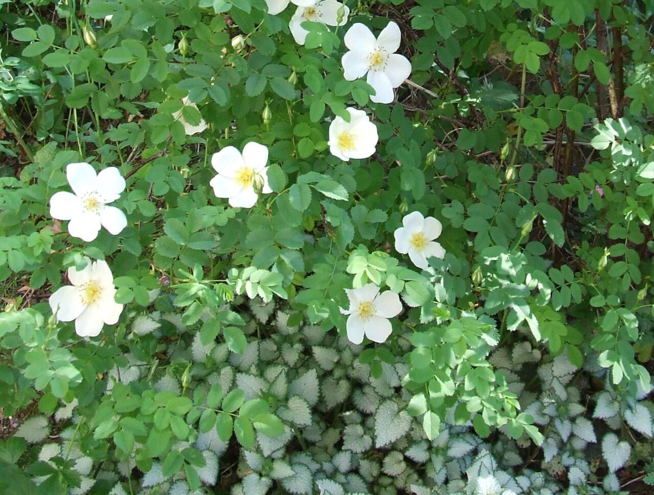 Rosa altaica
