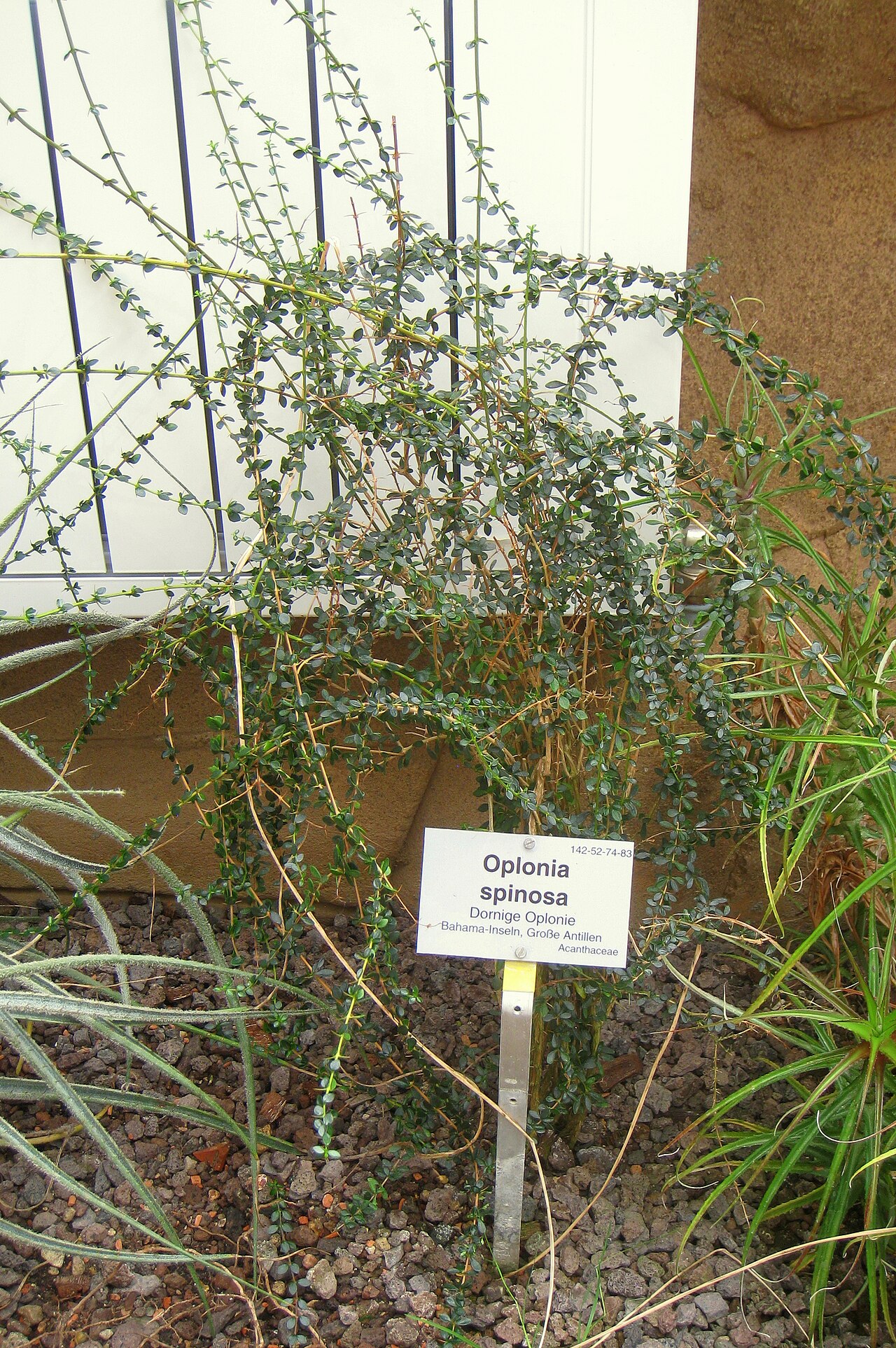 Oplonia spinosa