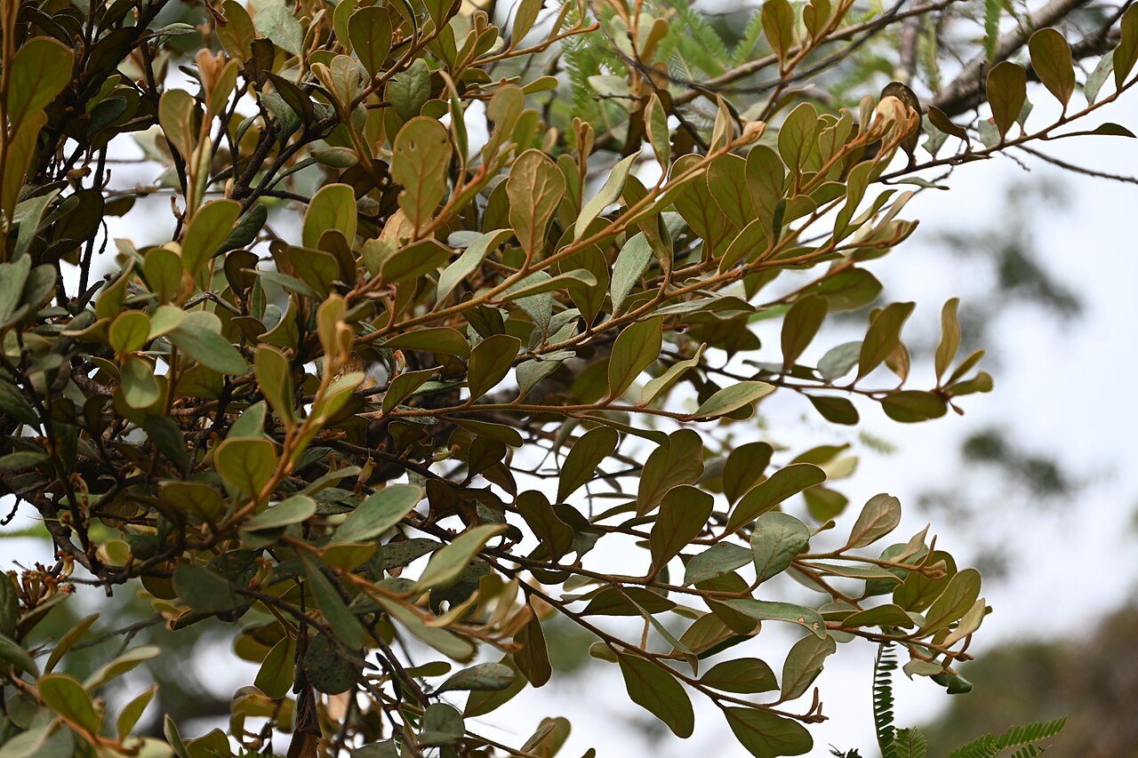 Taxillus recurvus