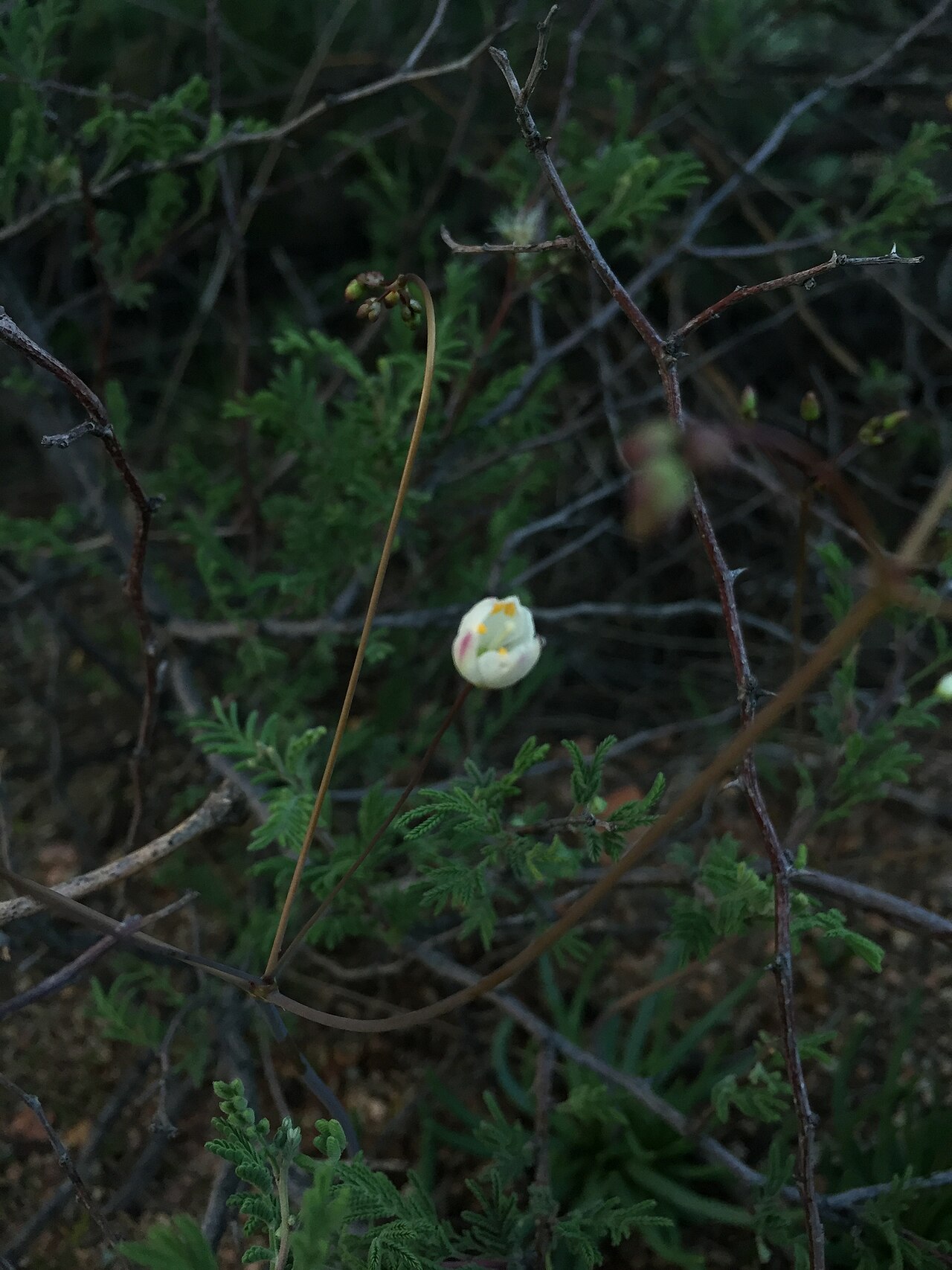 Phemeranthus palmeri