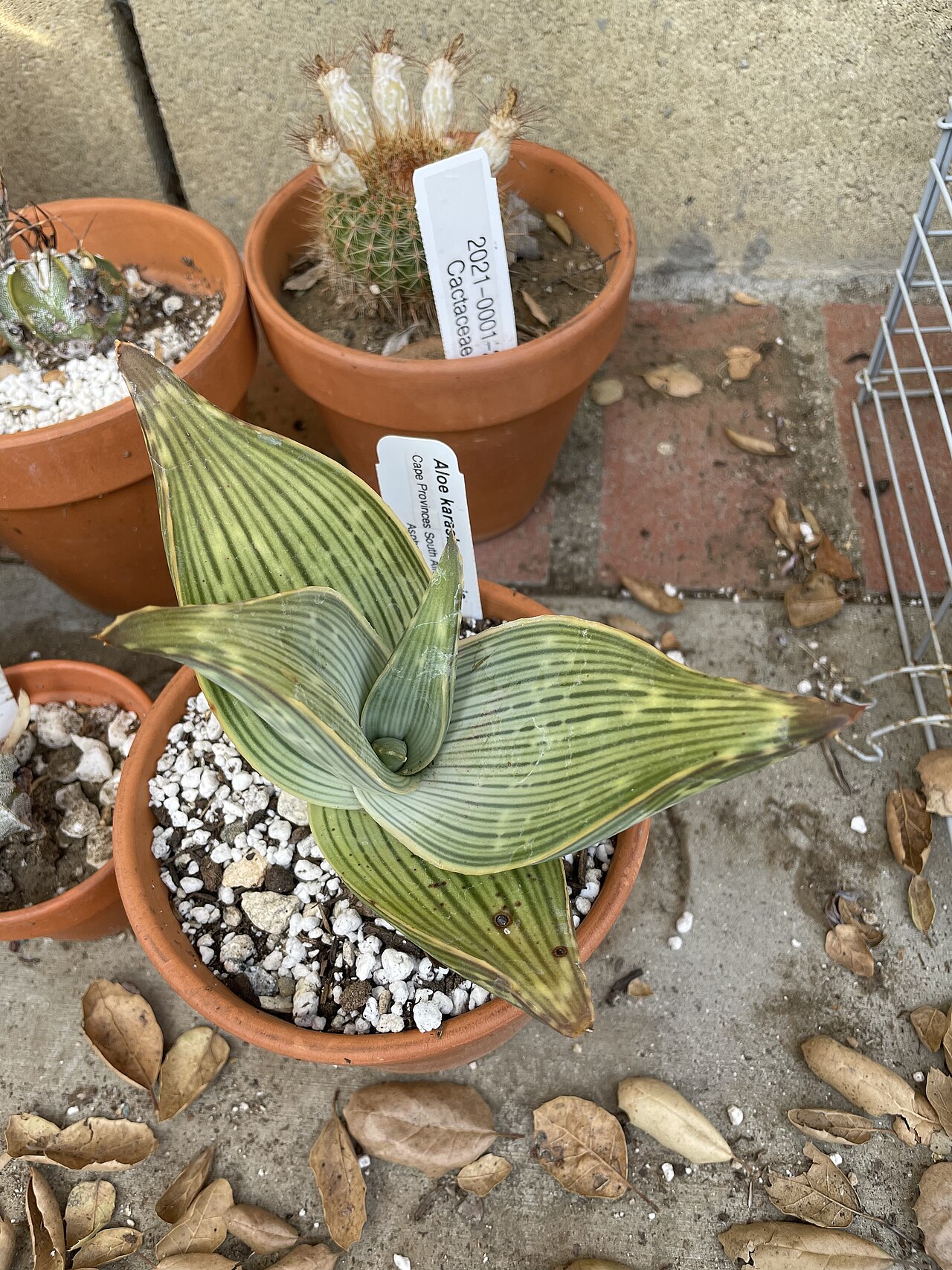 Aloe karasbergensis