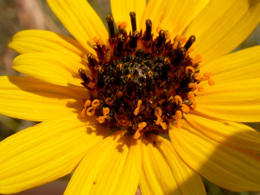 Helianthus pauciflorus