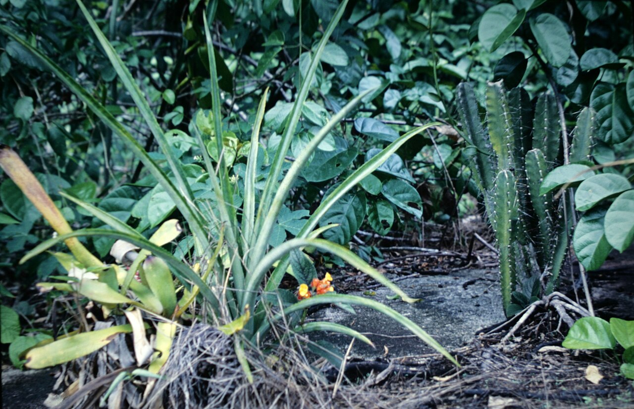 Chrysothemis rupestris