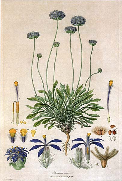 Blue pincushion or native cornflower