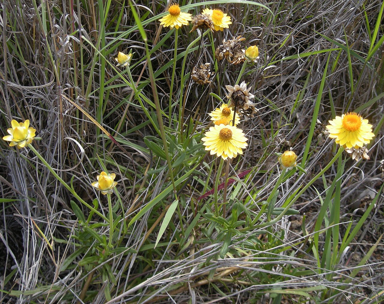 Helichrysum bracteatum