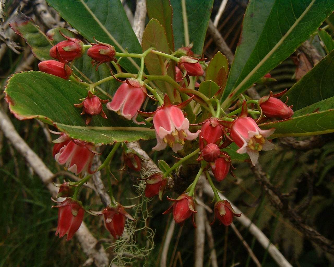 Forgesia racemosa