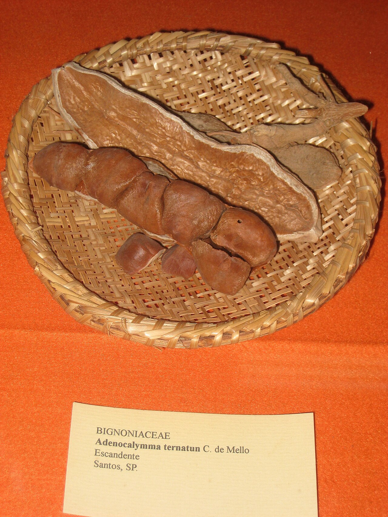 Adenocalymma ternatum