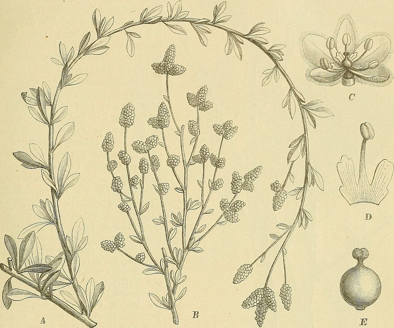 Aerva microphylla