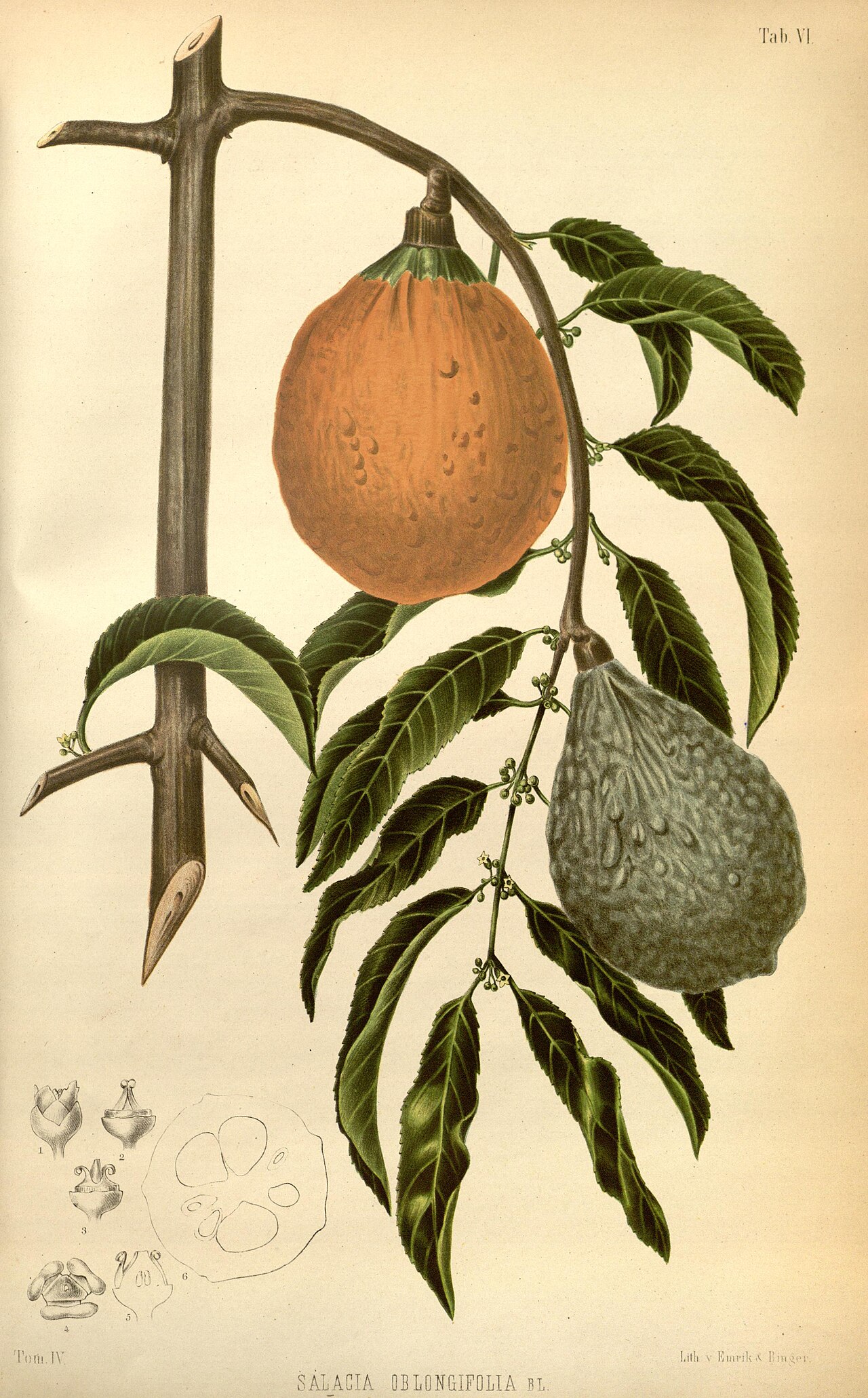 Salacia oblongifolia