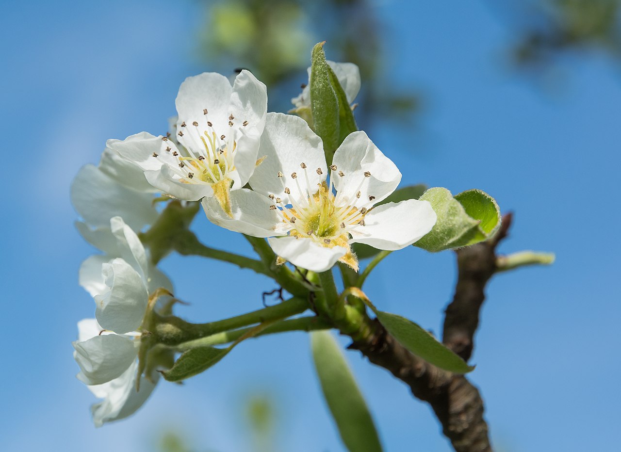 Crataegus caucasica