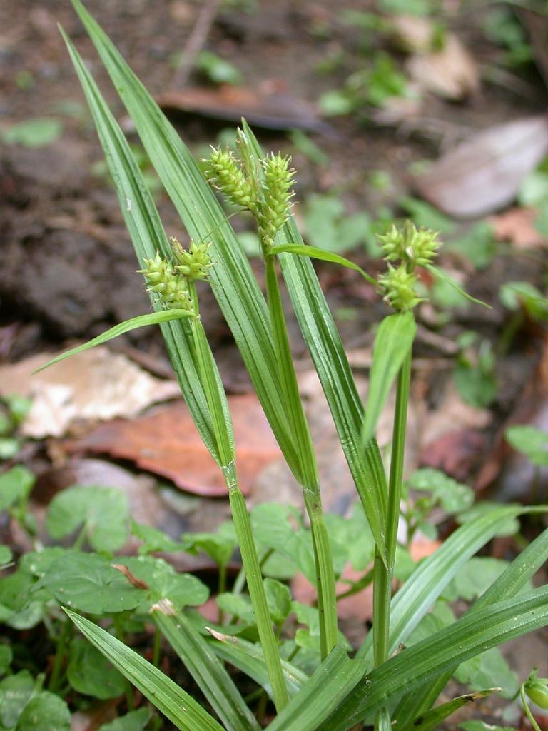Carex mollicula
