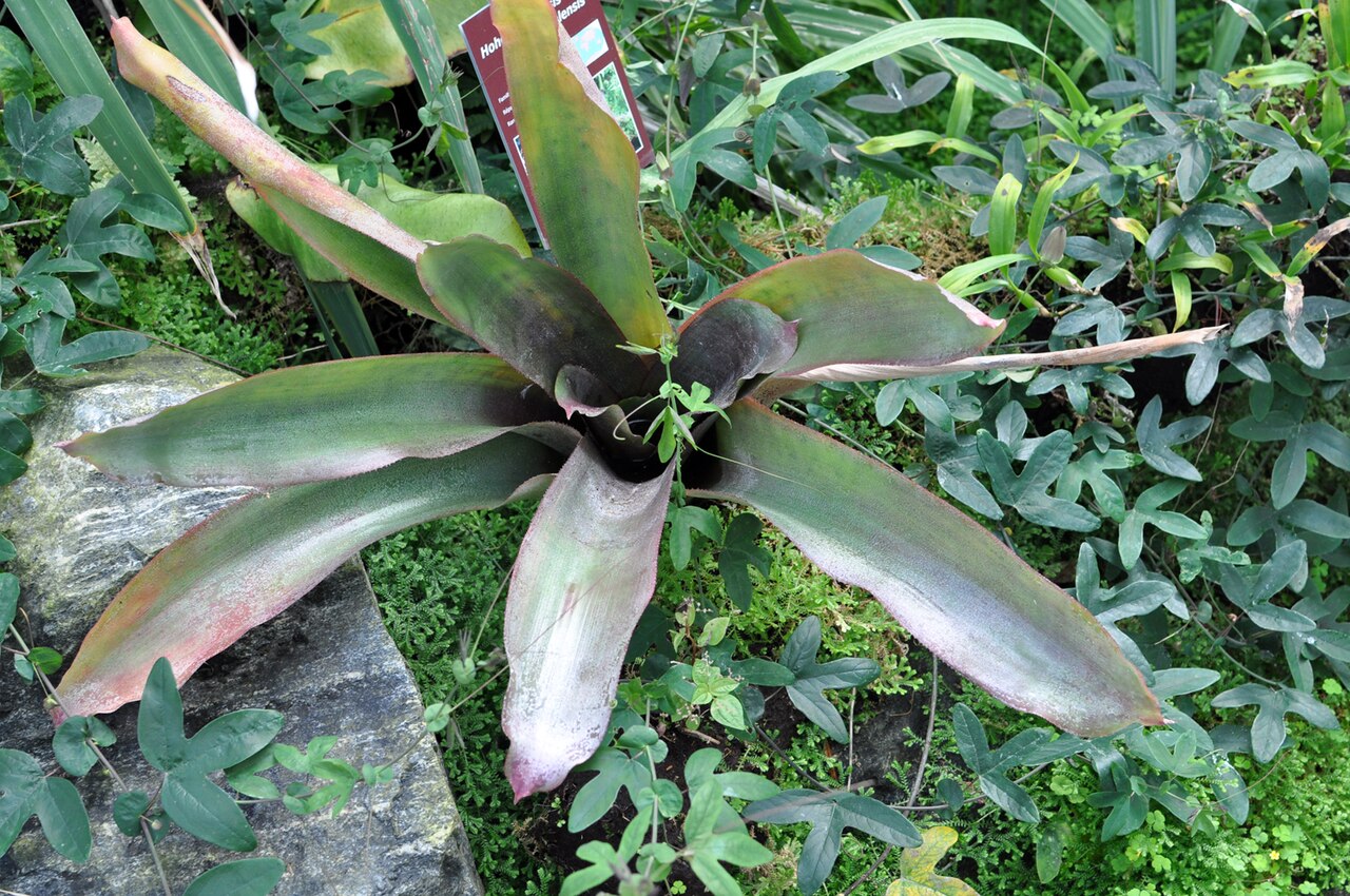 Hohenbergiopsis guatemalensis