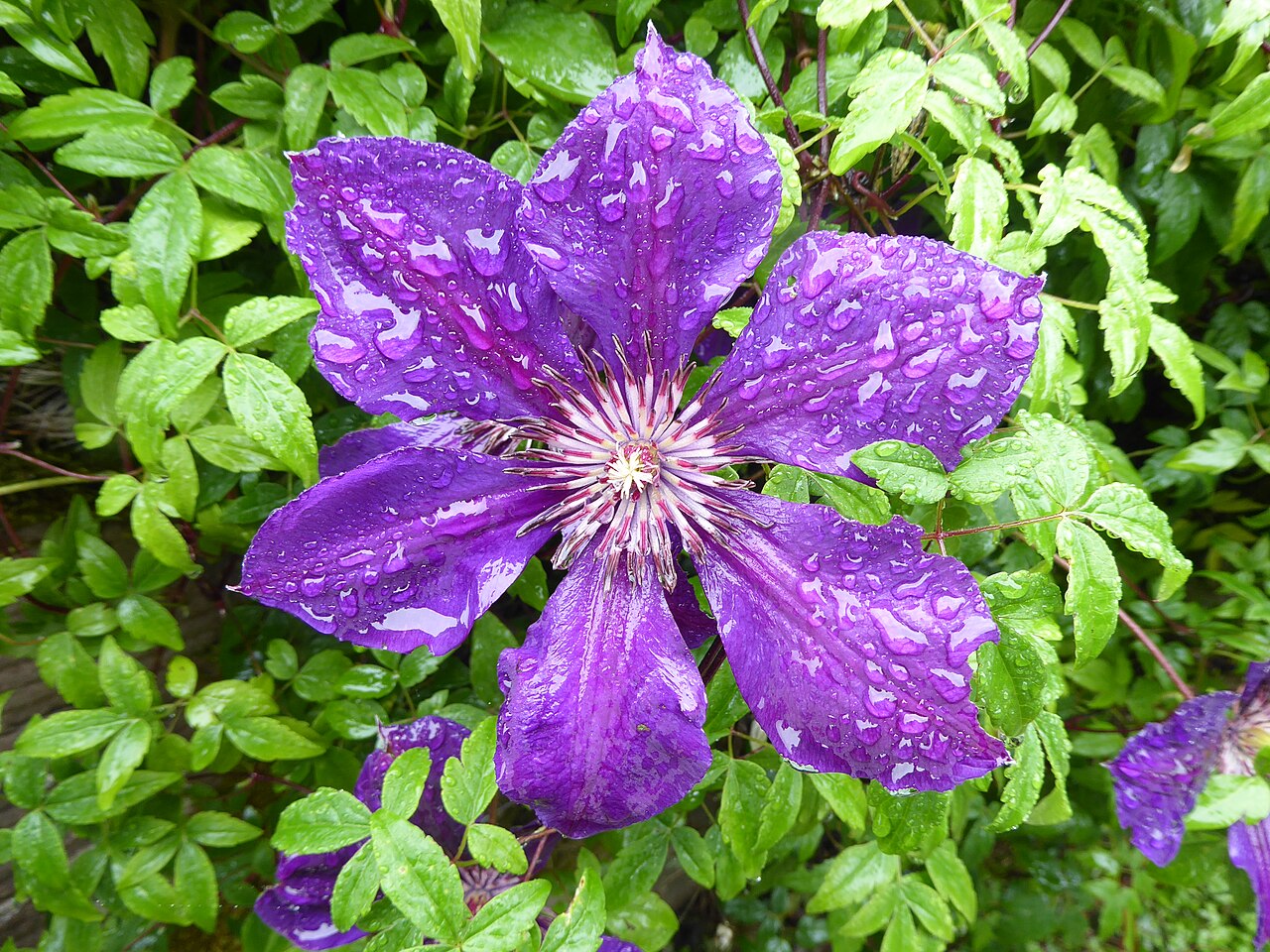 Clematis × jackmanii