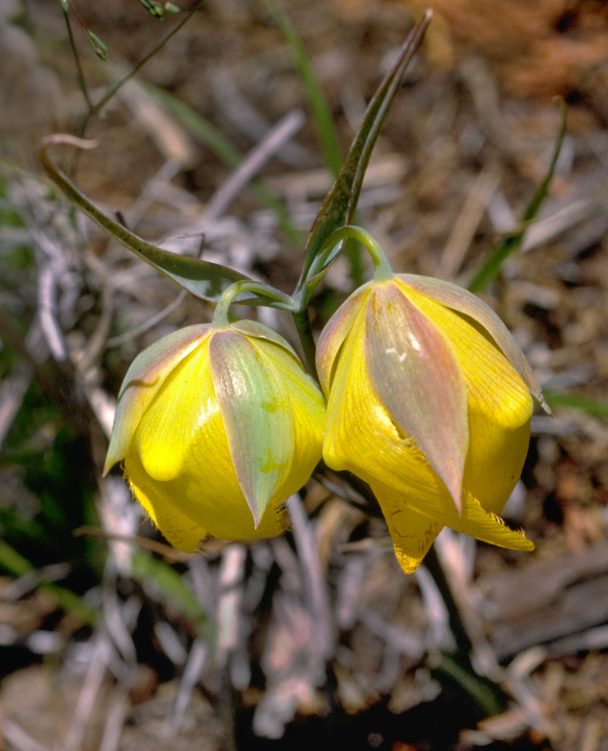 Calochortus raichei