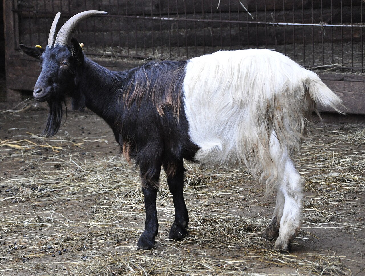 Valais Blackneck