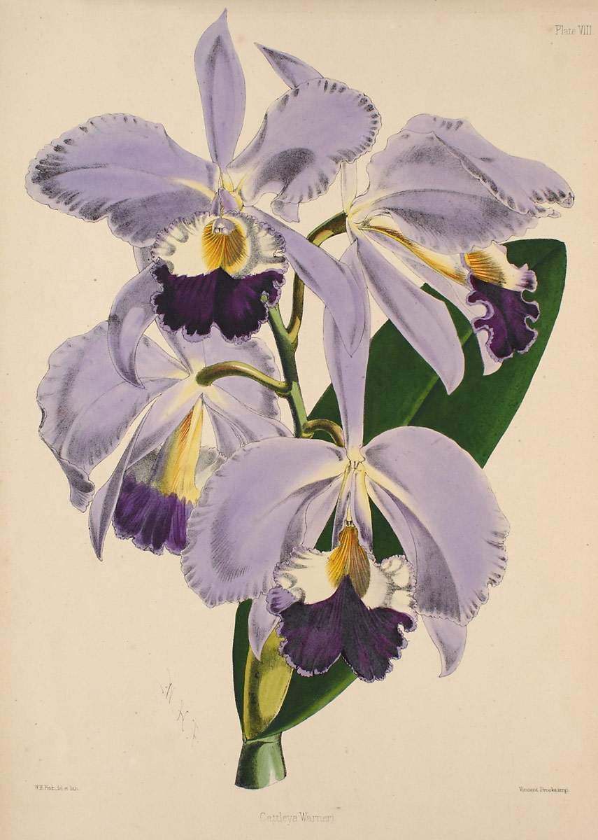 Cattleya warneri