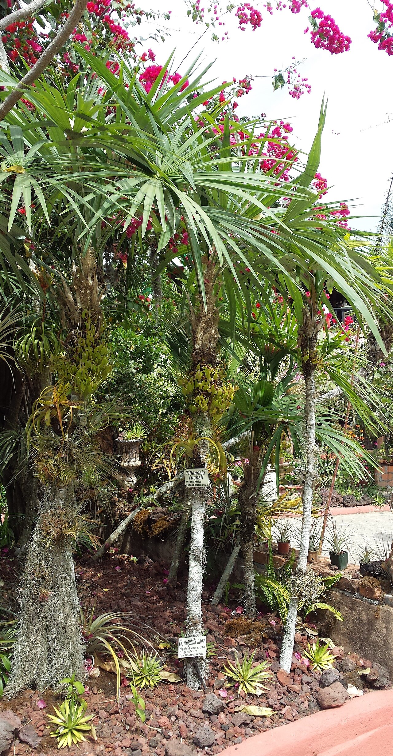 Cryosophila nana