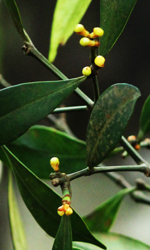 Garcinia imbertii