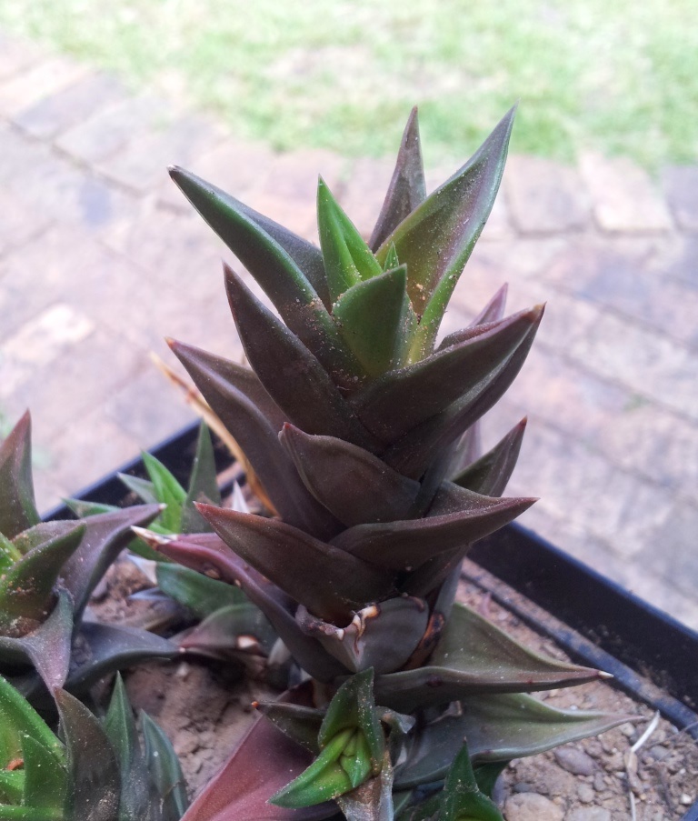 Haworthiopsis pungens