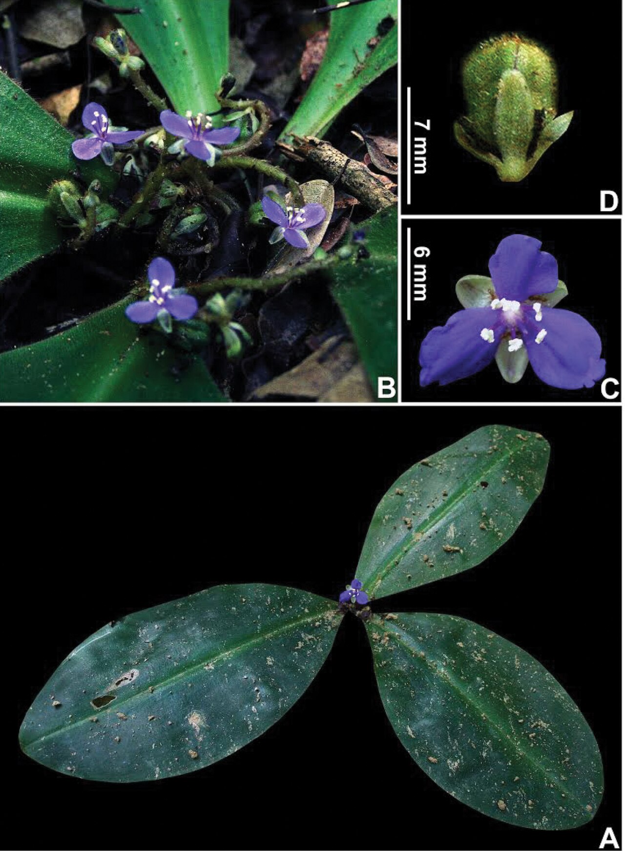 Siderasis medusoides