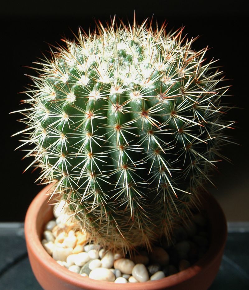 Parodia mammulosa