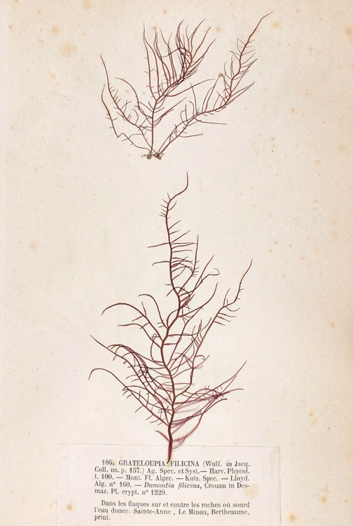 Grateloupia filicina