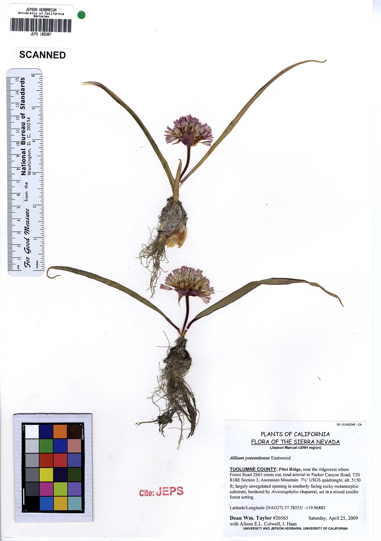 Allium yosemitense