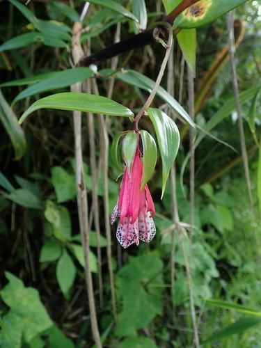 Bomarea ceratophora