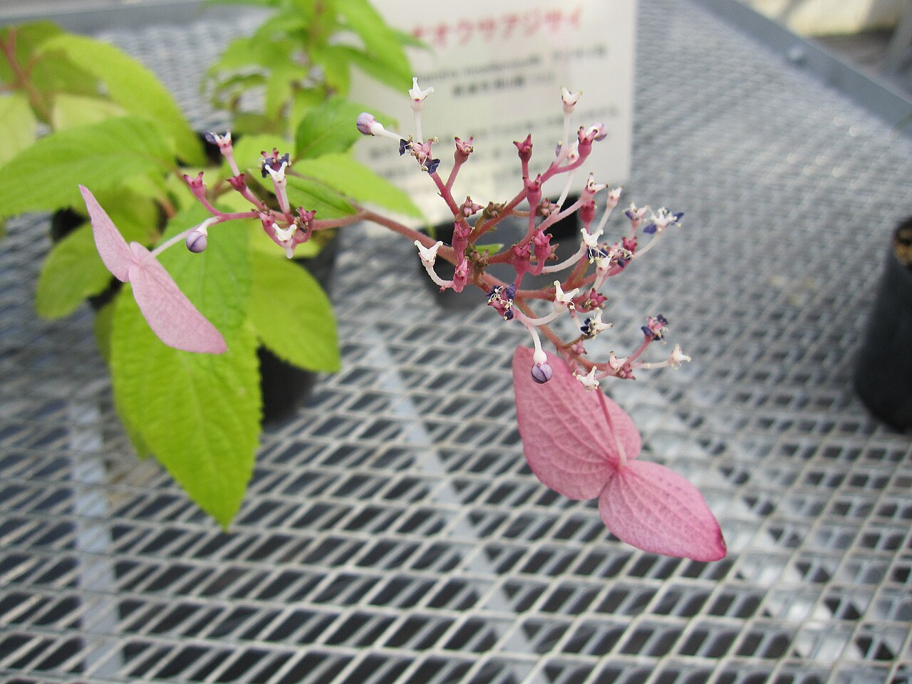 Hydrangea moellendorffii