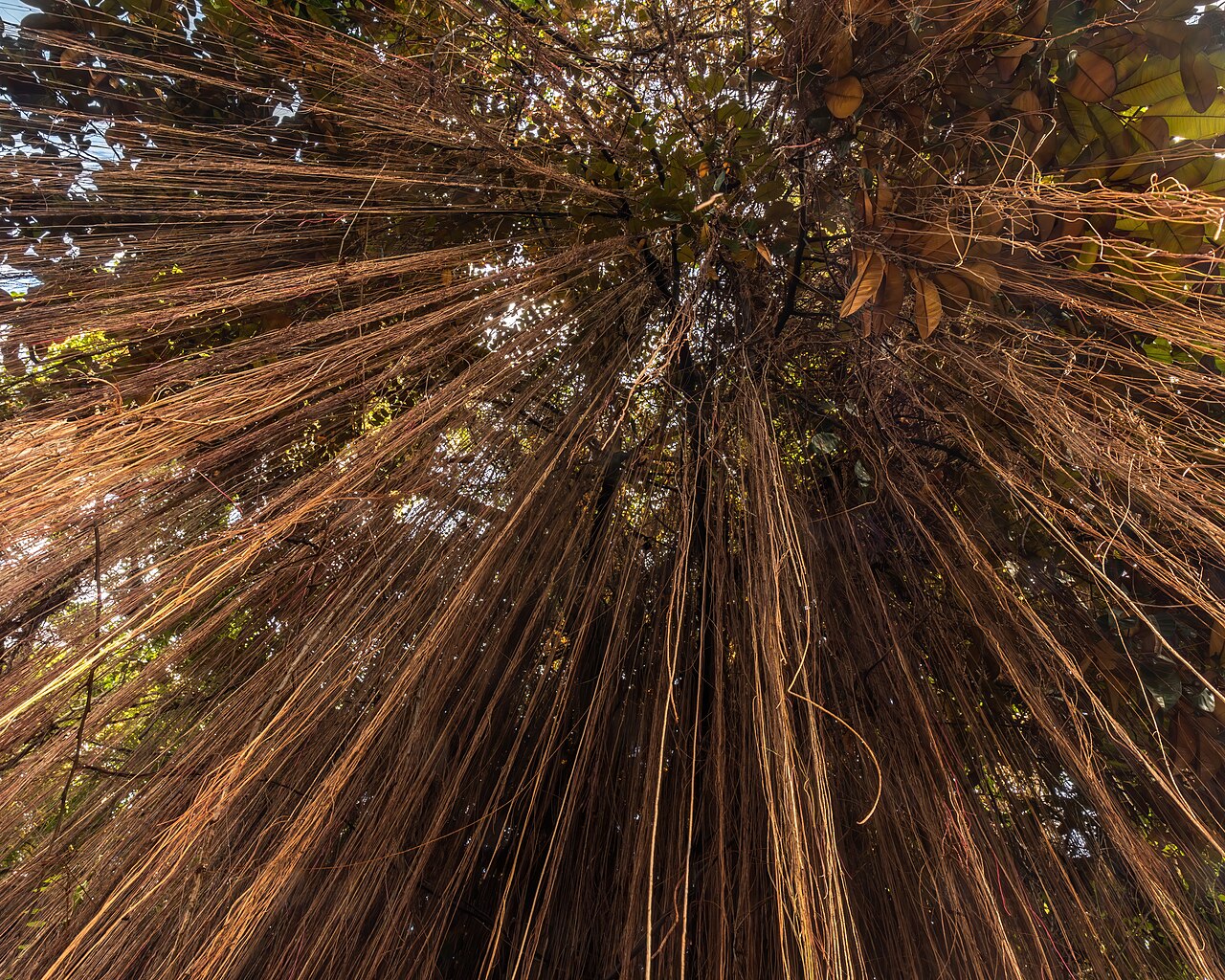 Ficus ramiflora