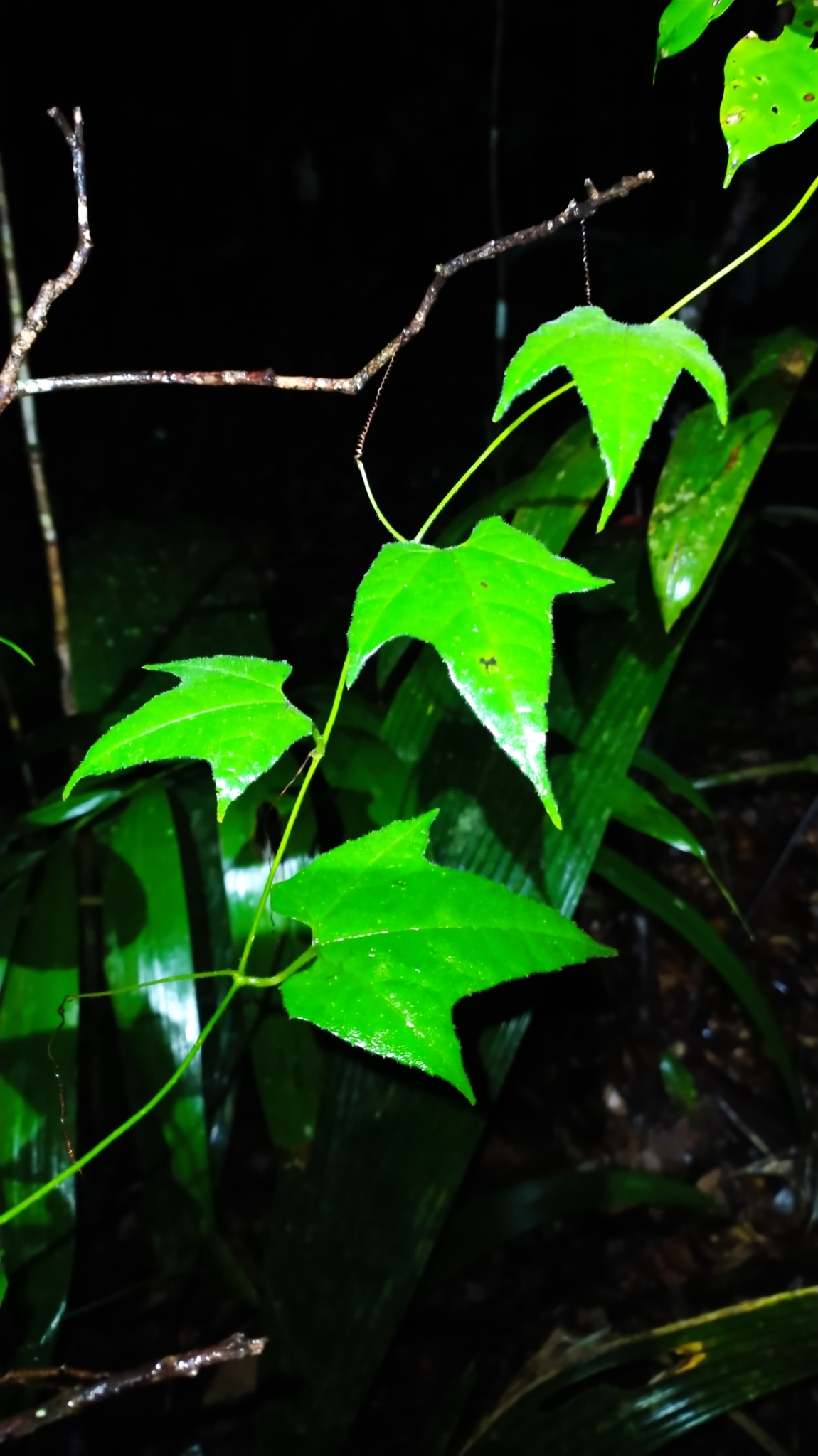 Cayaponia selysioides