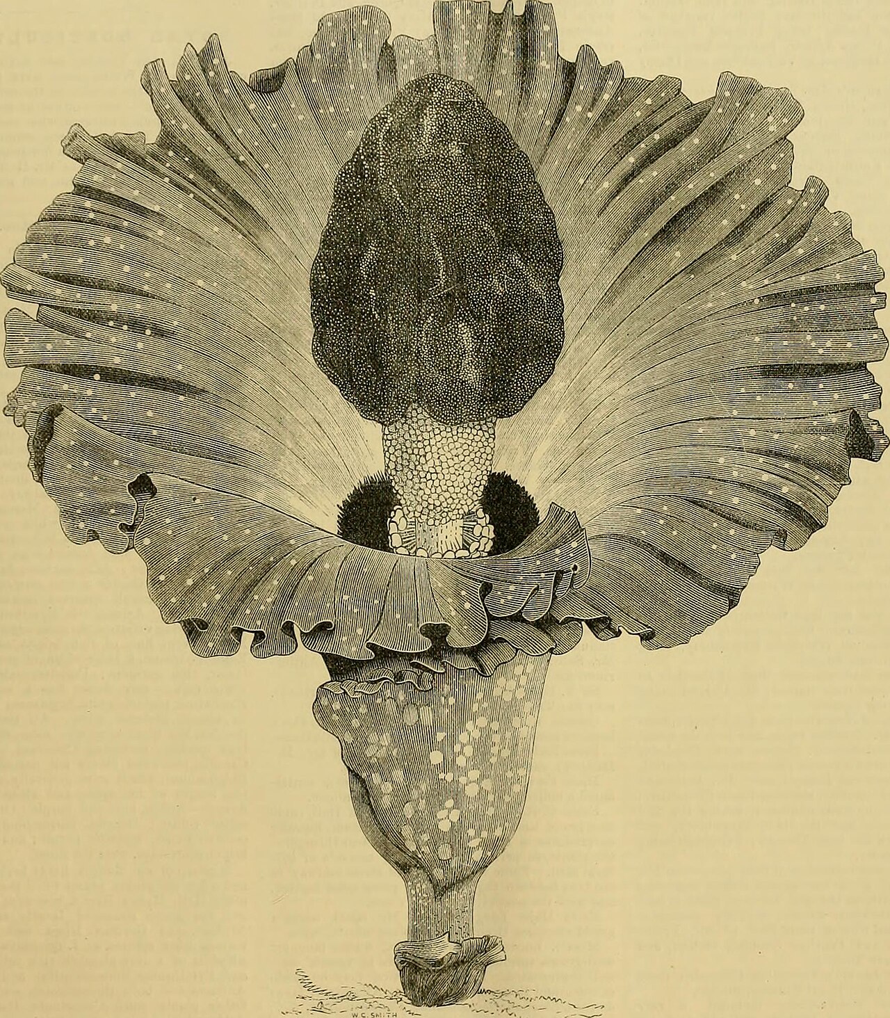 Amorphophallus interruptus