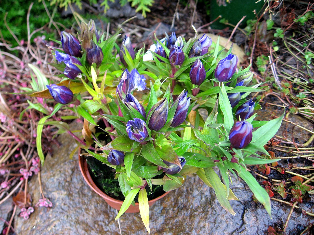 Japanese gentian or the Rindō Flower