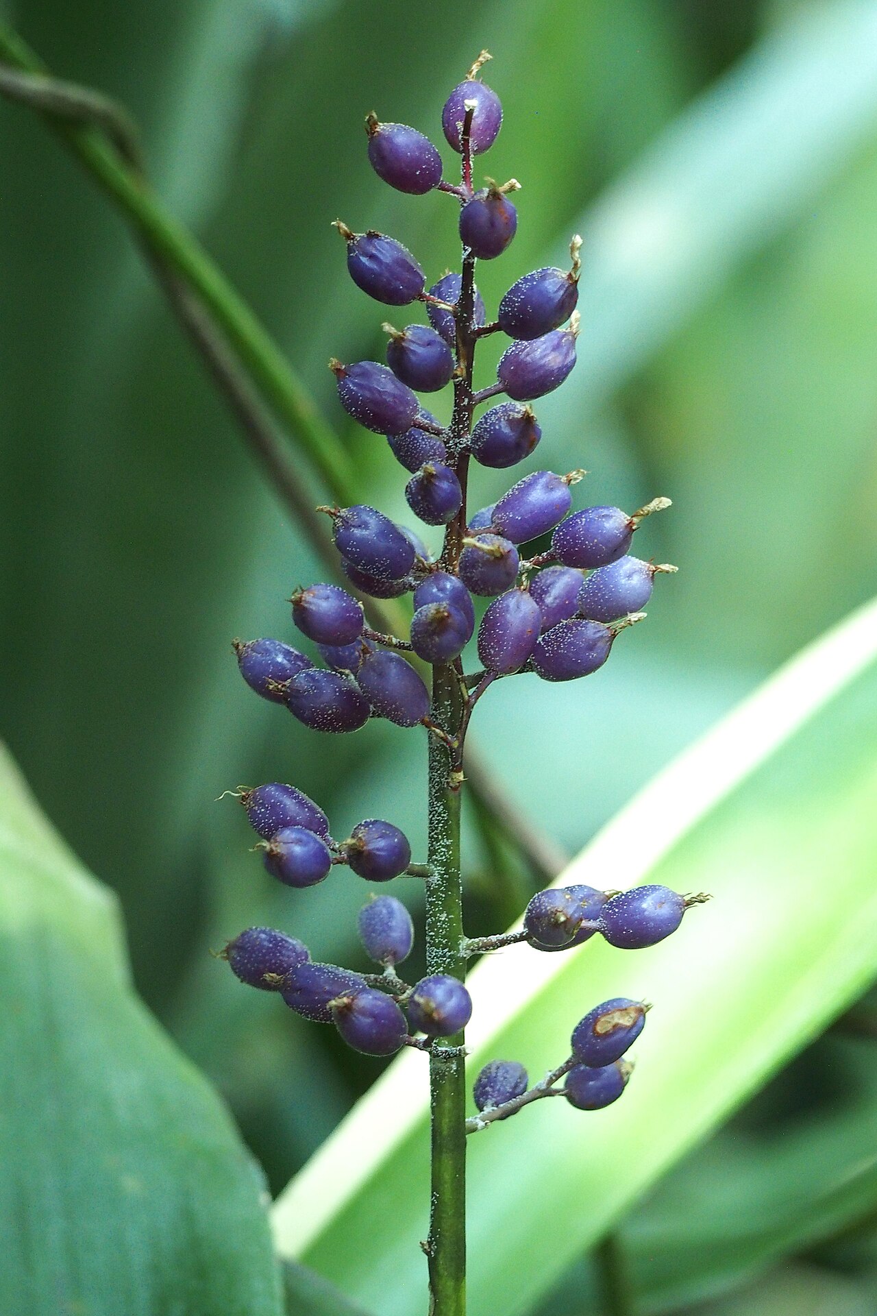 Aechmea lueddemanniana