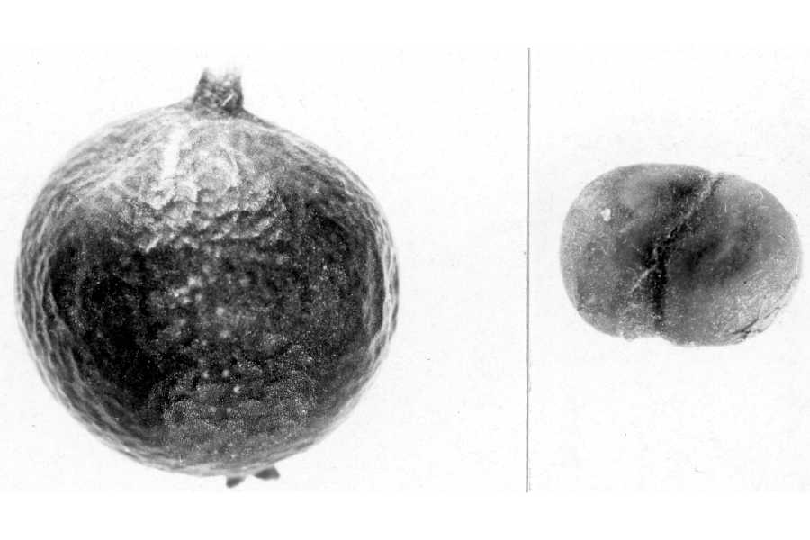 Garrya wrightii