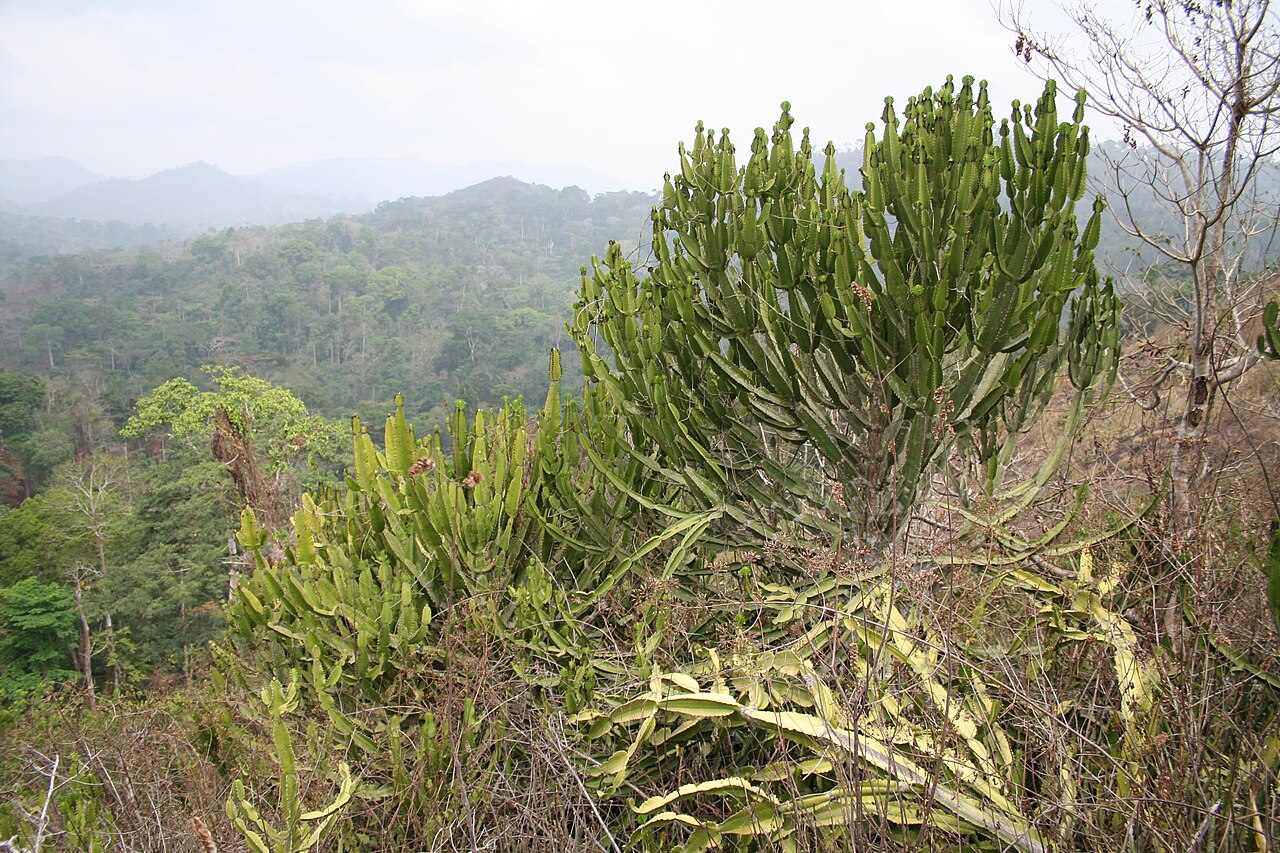 Euphorbia kamerunica