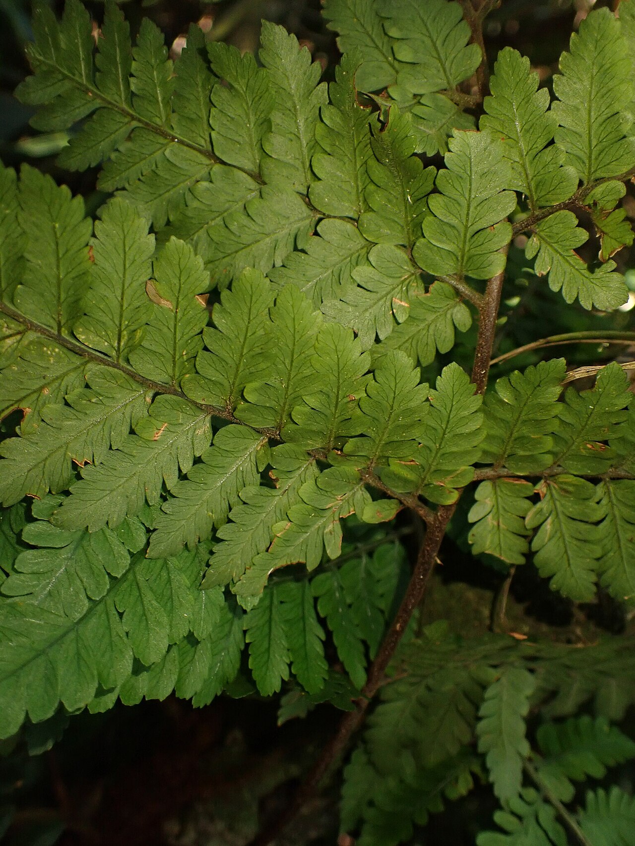 Polybotrya cylindrica